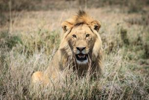Tanzania: Safari Sharubu (8 días)