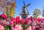 Crucero fluvial por Holanda, país de los tulipanes