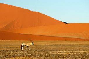Ruta Amarula