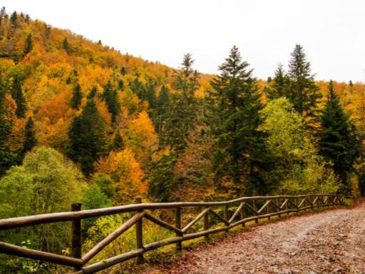 Escapada otoñal a la Selva de Irati (exclusivo para singles)
