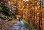 NAVARRA: Naturaleza Espectacular en la Selva de Irati | Puente de noviembre