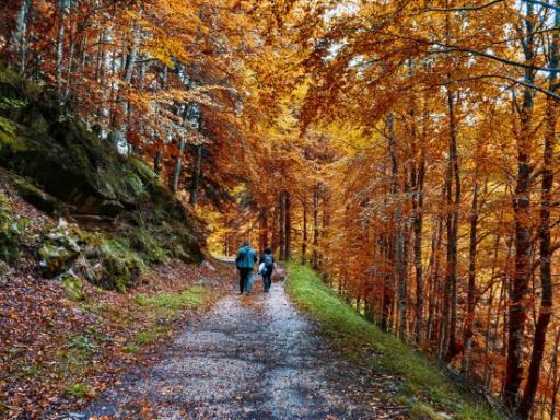 NAVARRA: Naturaleza Espectacular en la Selva de Irati | Puente de noviembre