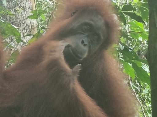 Sumatra y sus trekkings: Volcán, selva y playa