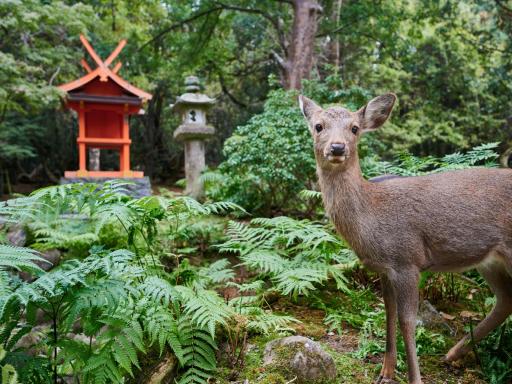 Especial Japón: Viaje en Grupo (Templos milenarios, rutas ancestrales y ciudades eternas)