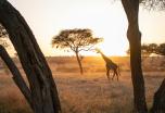 Circuito por Tanzania y Zanzíbar: Safaris y Fin de Año frente al océano
