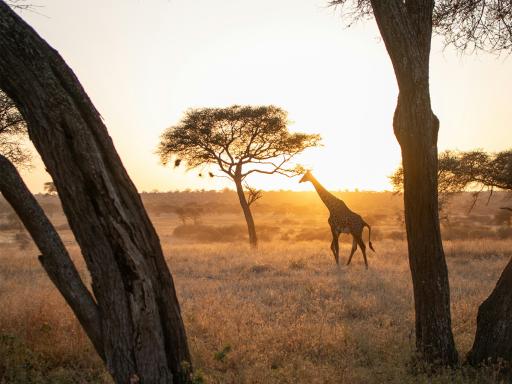 Circuito por Tanzania y Zanzíbar: Safaris y Fin de Año frente al océano