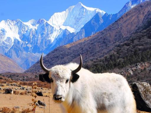 Trekking al Valle de Langtang
