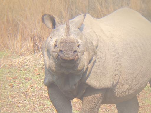 Safari en la Jungla de Chitwan