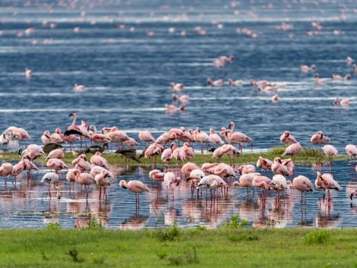Safari por Tanzania (7 días)