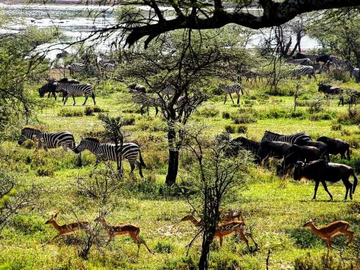 Viaje a Tanzania: circuito en grupo por los mejores parques