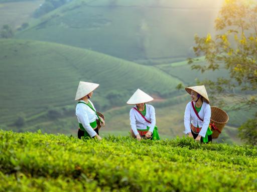 El encanto de Vietnam y Camboya: las joyas del sudeste asiático