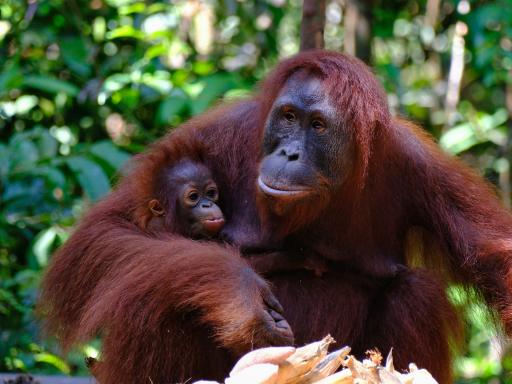 Circuito por Malasia en grupo: De Kuala Lumpur a Borneo