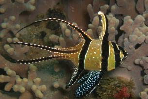 Viaje buceo Indonesia Raja Ampat 