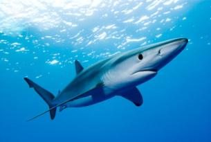 Viaje buceo Portugal Azores especial tiburón azul