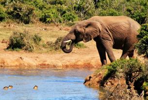 Viaje buceo Sudáfrica, Protea Banks y Aliwal Shoal (Safari de tierra opcional).