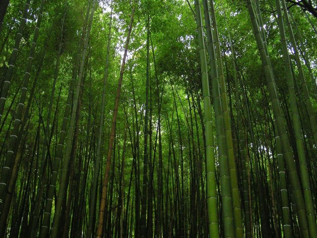 Descubriendo Japón