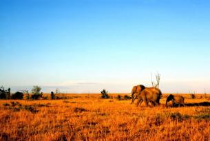 Kenia con Aberdare, lagos Nakuru y Naivasha y Masai Mara (Especial Semana Santa)