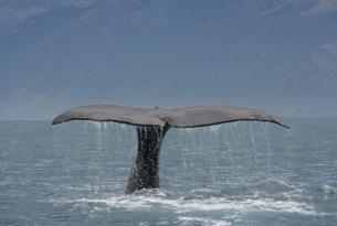 Costa Este de Canadá con crucero de avistamiento de ballenas