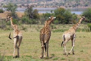 Sudáfrica: la famosa región de Kruger y más en Fin de Año