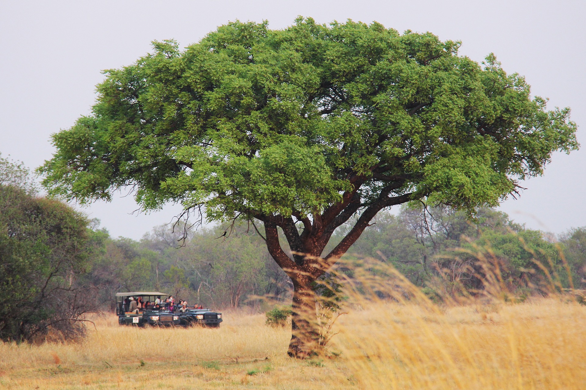 Sudáfrica: la famosa región de Kruger