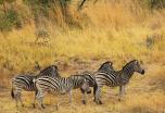 Sudáfrica: safaris en la exclusiva reserva privada de Sebatana