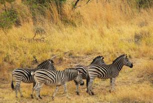 Sudáfrica: safaris en la exclusiva reserva privada de Sebatana