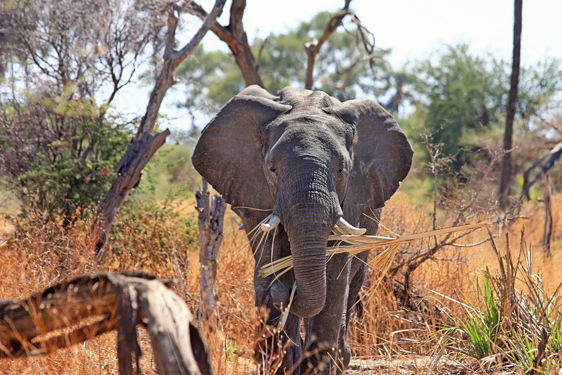 Sudáfrica: safaris en la exclusiva reserva privada de Sebatana