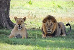 Navidades en  Kenia descubriendo el Masai Mara, los montes Aberdare y más