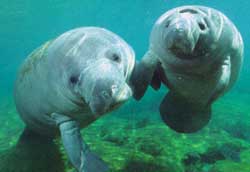 Buceo en el Mar Rojo