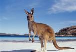 Australia Experiencia Kangaroo (22 días)