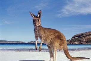 Australia Experiencia Kangaroo (22 días)