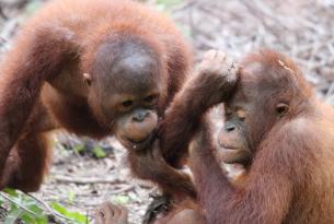 Indonesia: Borneo Inédito en grupo