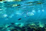 Costa de coral de Australia Occidental en coche de alquiler