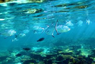 Costa de coral de Australia Occidental en coche de alquiler