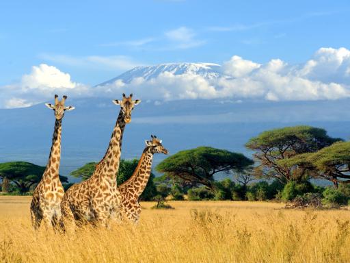 Parques y safaris en Kenia