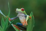 Costa Rica: Naturaleza, aventura y... ¡Pura Vida! (verano 2023)