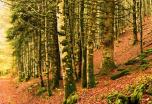 Los colores del otoño en Irati