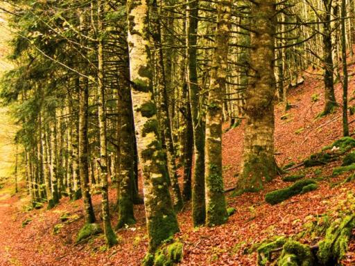 Los colores del otoño en Irati