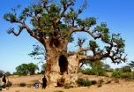 FIN DE AÑO 2023 en SENEGAL  auténtico y étnico