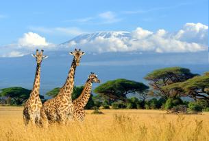 Parques y safaris de Kenia: Especial Semana Santa