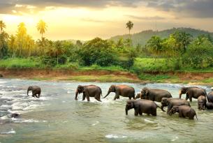 Sri Lanka (Festival de Perahera) y relax en Maldivas (agosto 2025)