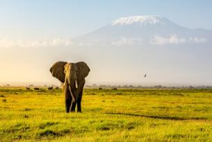 Parques y safaris en Kenia: (minigrupo) Safaris en Masai Mara - PN Amboseli – PN Lago Nakuru - Reserva de Samburu y mucho más…