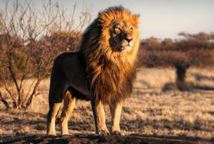Safari en Tanzania: en busca de los 5 grandes (Fin de Año)
