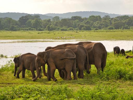 SRI LANKA: viaje íntimo para parejas o amigos al Festival de Perehera