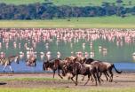 Viaje a Tanzania: Safaris en Ngorongoro, Serengeti y Tarangire (Semana Santa) Viaje a Tanzania: Safaris en Ngorongoro, Serengeti y Tarangire (Semana Santa)