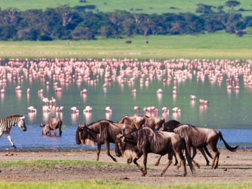 Viaje a Tanzania: Safaris en Ngorongoro, Serengeti y Tarangire (Semana Santa)