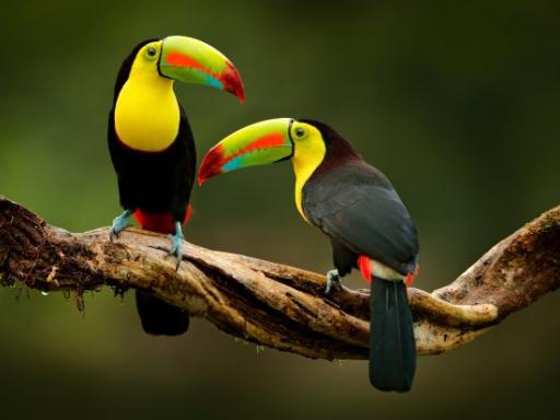 Viaje a Costa Rica en grupo: Naturaleza, volcanes y parques nacionales | Verano