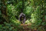 Circuito por Uganda en grupo: Gorilas, chimpancés y selvas en África (Agosto)