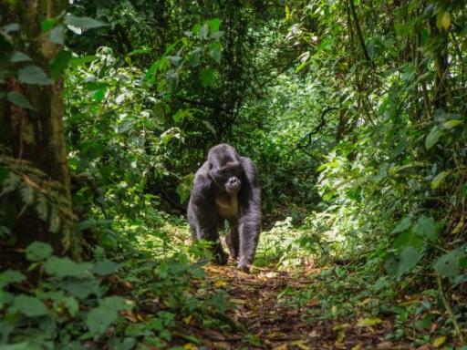 Circuito por Uganda en grupo: Gorilas, chimpancés y selvas en África (Agosto)