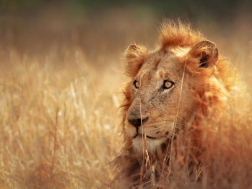 Circuito por Sudáfrica: Safari Big Five, Ciudad del Cabo y Ruta de los Vinos (Verano)